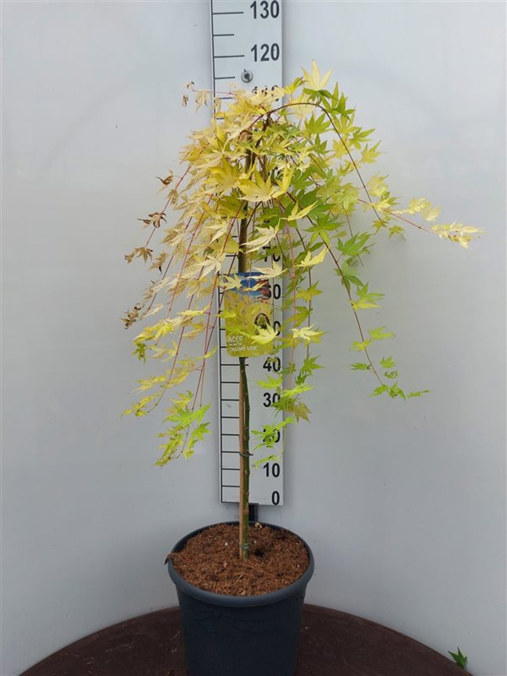 Acer pal. 'Cascade Gold' - 90 CM Stem C20